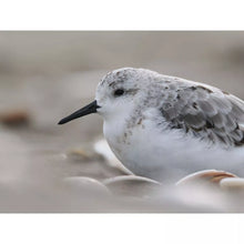 Cargar imagen en el visor de la galería, OM System OM-1 Mark II Body